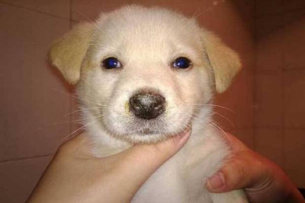 犬瘟热初期应该怎么治疗,都有哪些症状 犬瘟热初期应该怎么治疗,都有哪些症状