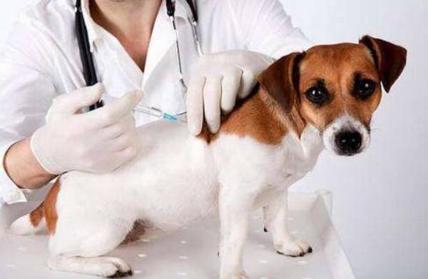 犬瘟热初期应该怎么治疗,都有哪些症状 犬瘟热初期应该怎么治疗,都有哪些症状