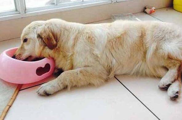 犬瘟热后遗症有哪些,这些后遗症你知道吗 犬瘟热后遗症有哪些,这些后遗症你知道吗