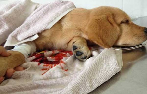 犬瘟热的症状及治疗方法 犬瘟热的症状及治疗方法