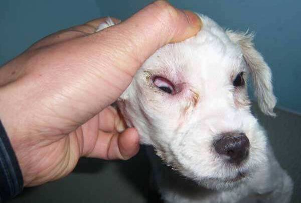 犬瘟热的症状及治疗方法 犬瘟热的症状及治疗方法