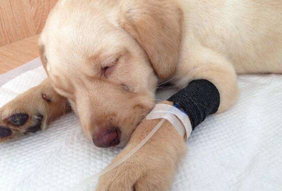 犬瘟热初期症状以及预防方法 犬瘟热初期症状以及预防方法