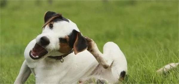 狗瘟就是说犬瘟热,狗狗出現狗瘟应该怎么办? 狗瘟就是说犬瘟热,狗狗出現狗瘟应该怎么办?