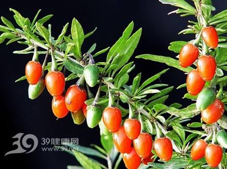 枸杞可防老年退化性黄斑