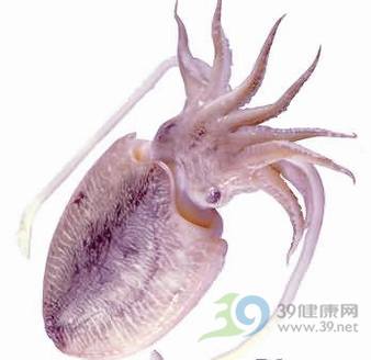 老年人常吃乌贼鱼可预防骨质疏松