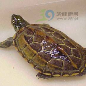 增强免疫力“菜单”