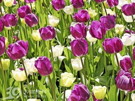 花粉是延年益寿之源