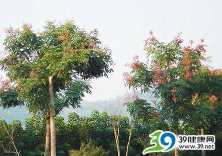 老年锻炼最好远离开花植物