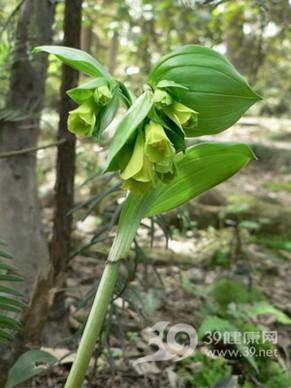 进补黄精让你益寿延年