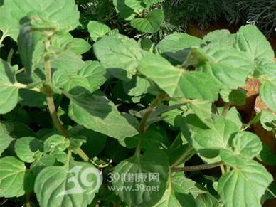 巧用阳台中的花草作为治病用的良药