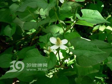 巧用阳台中的花草作为治病用的良药