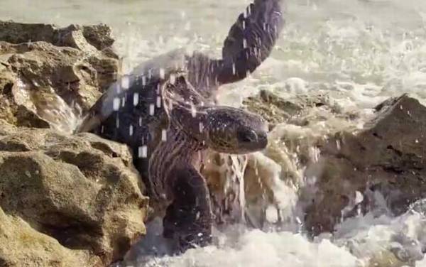 太平洋绿龟是什么龟?