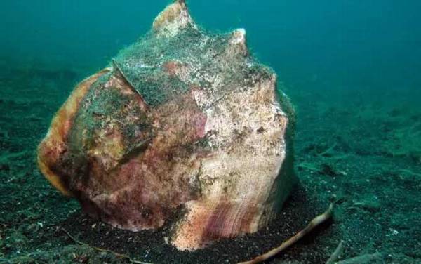 唐冠螺是什么动物?