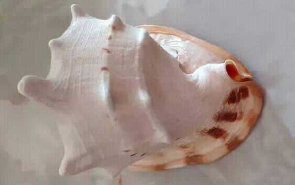 唐冠螺是什么动物?