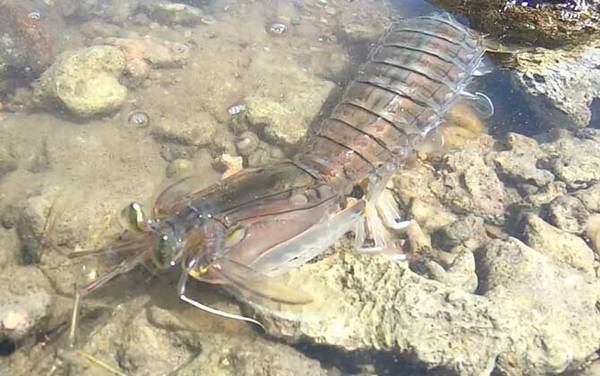 螳螂虾是什么虾?