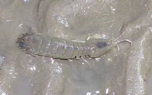 螳螂虾是什么虾?