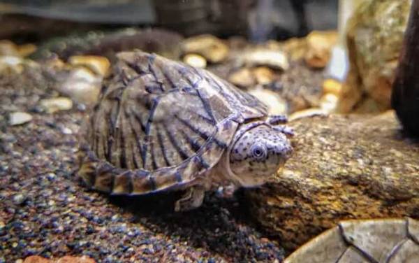 剃刀龟是什么动物?