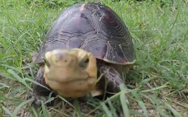 黄额闭壳龟是什么龟?