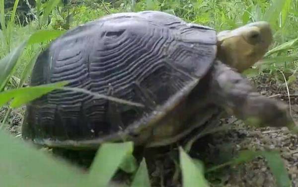 黄额闭壳龟是什么龟?