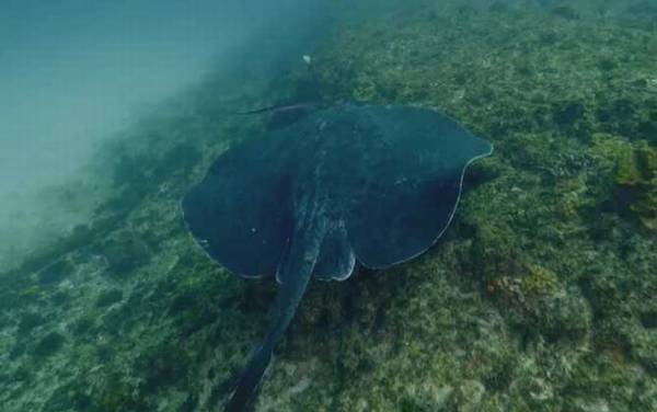 黄貂鱼是什么鱼?