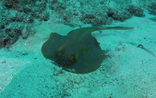 黄貂鱼是什么鱼?