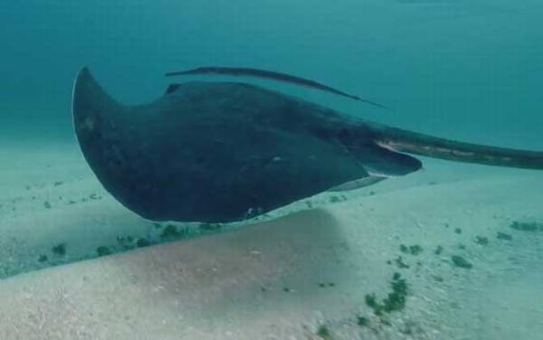 黄貂鱼是什么鱼?