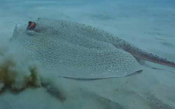 黄貂鱼是什么鱼?