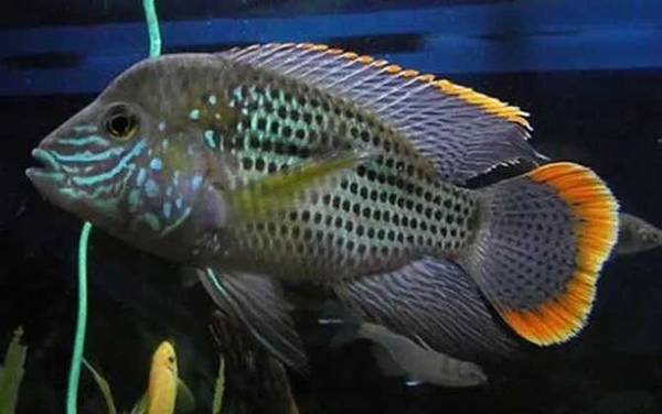 皇冠鱼是什么鱼?