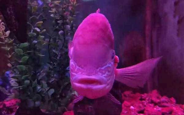 皇冠鱼是什么鱼?