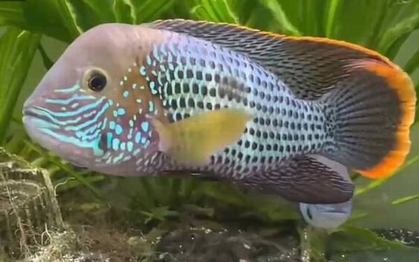 皇冠鱼是什么鱼?