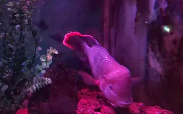 皇冠鱼是什么鱼?