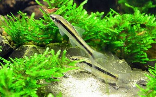 小精灵鱼是什么鱼?