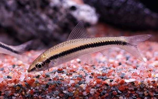 小精灵鱼是什么鱼?