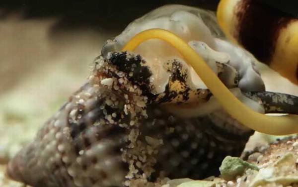 螺的种类名称及图片大全