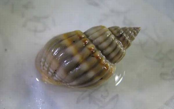 螺的种类名称及图片大全