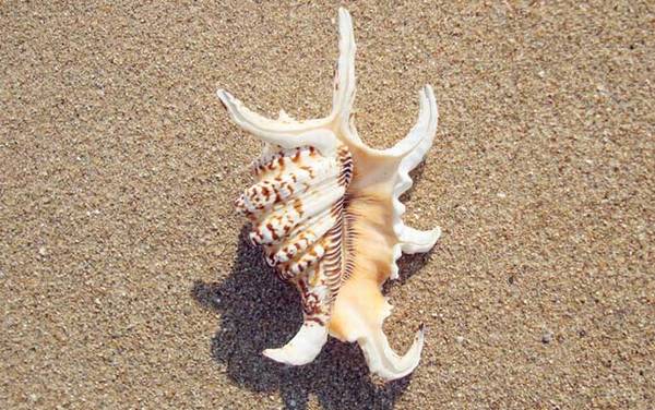 螺的种类名称及图片大全