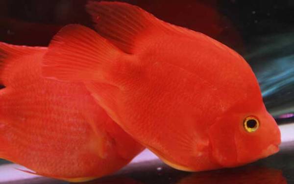 血鹦鹉价格多少钱一条?