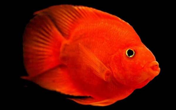 血鹦鹉怎么养才好?