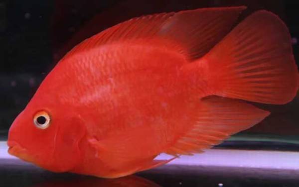 血鹦鹉怎么养才好?