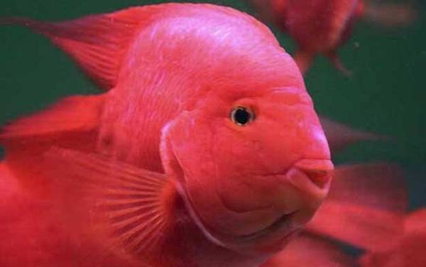 血鹦鹉怎么养才好?