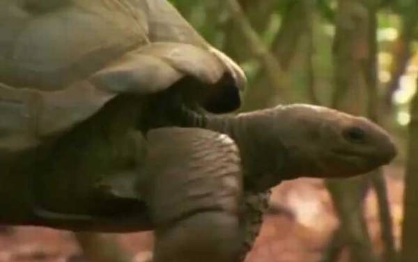 亚达伯拉象龟是什么龟?