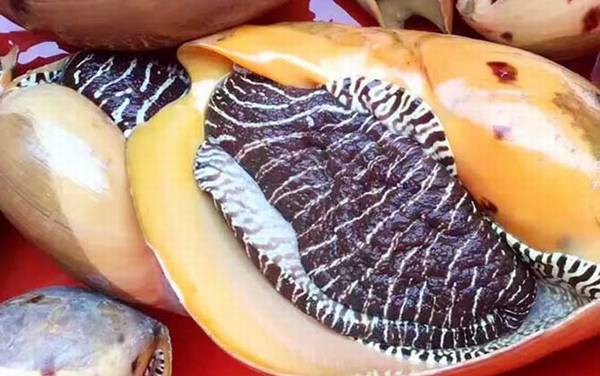 椰子螺是什么螺?