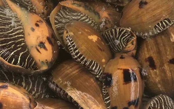 椰子螺是什么螺?