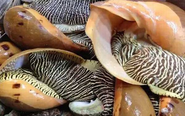 椰子螺是什么螺?