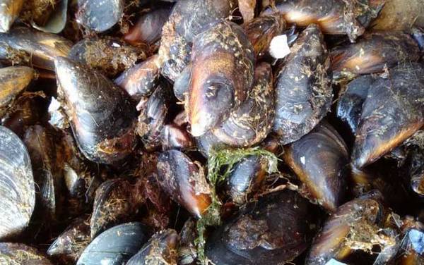 贻贝是什么动物?