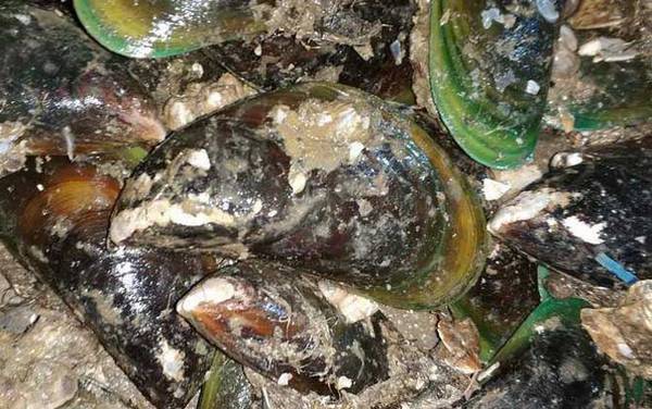 贻贝是什么动物?