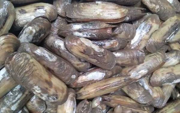 缢蛏是什么动物?