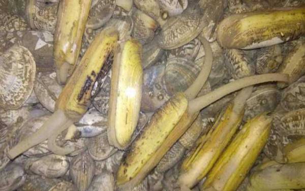 缢蛏是什么动物?