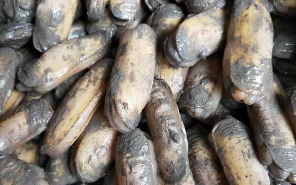 缢蛏是什么动物?