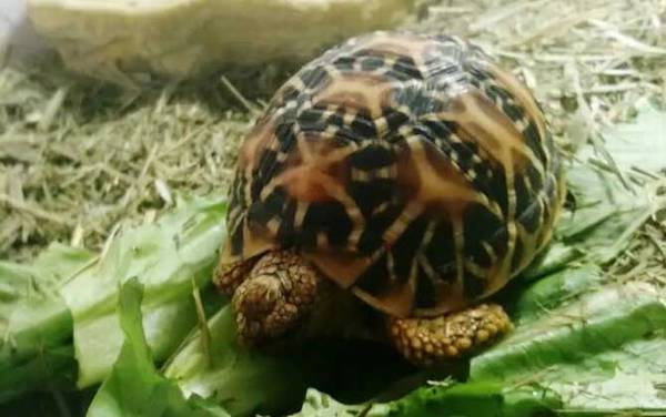 印度星龟是什么龟?